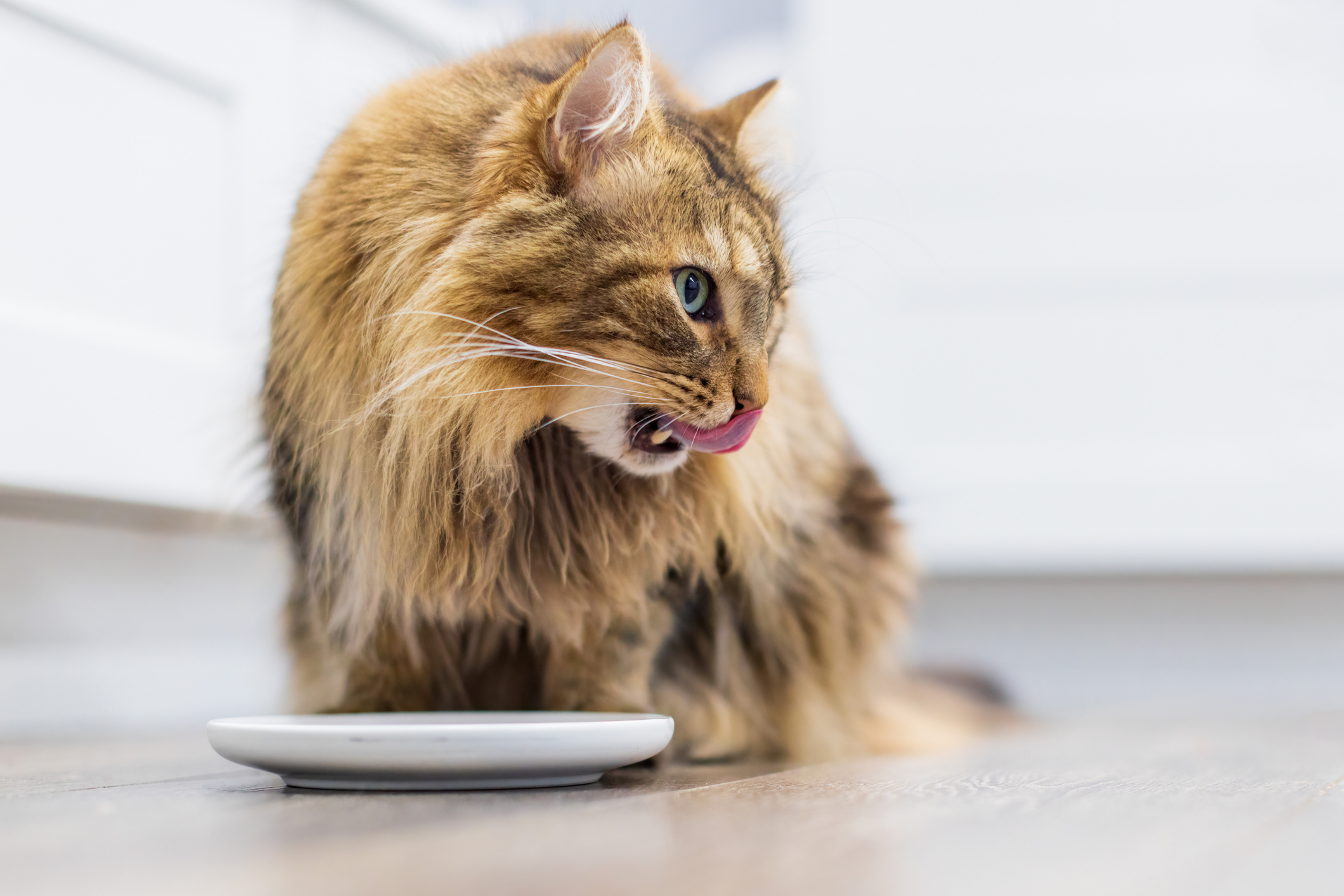 How Does Hairball Control Cat Food Work?