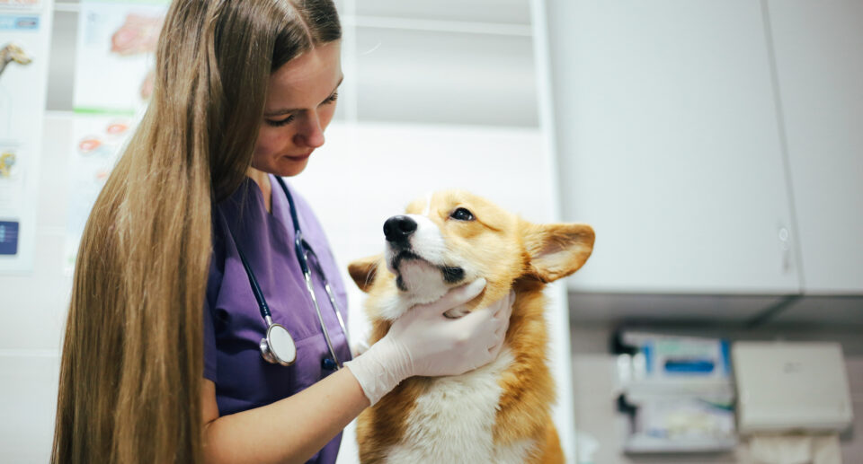 Don’t Miss These 5 Warning Signs of Lymphoma in Dogs