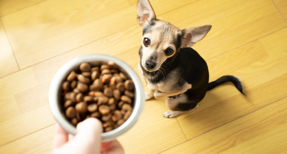 What’s The Difference Between Regular and Small-Breed Dog Food?