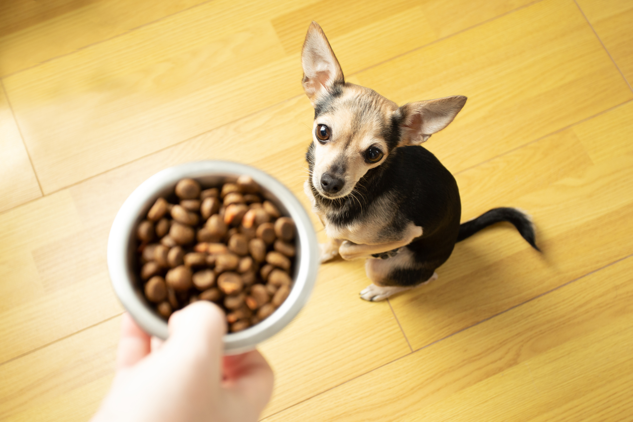 What’s The Difference Between Regular and Small-Breed Dog Food?