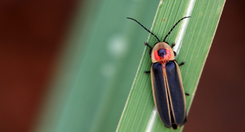 Are Fireflies Toxic to Dogs?