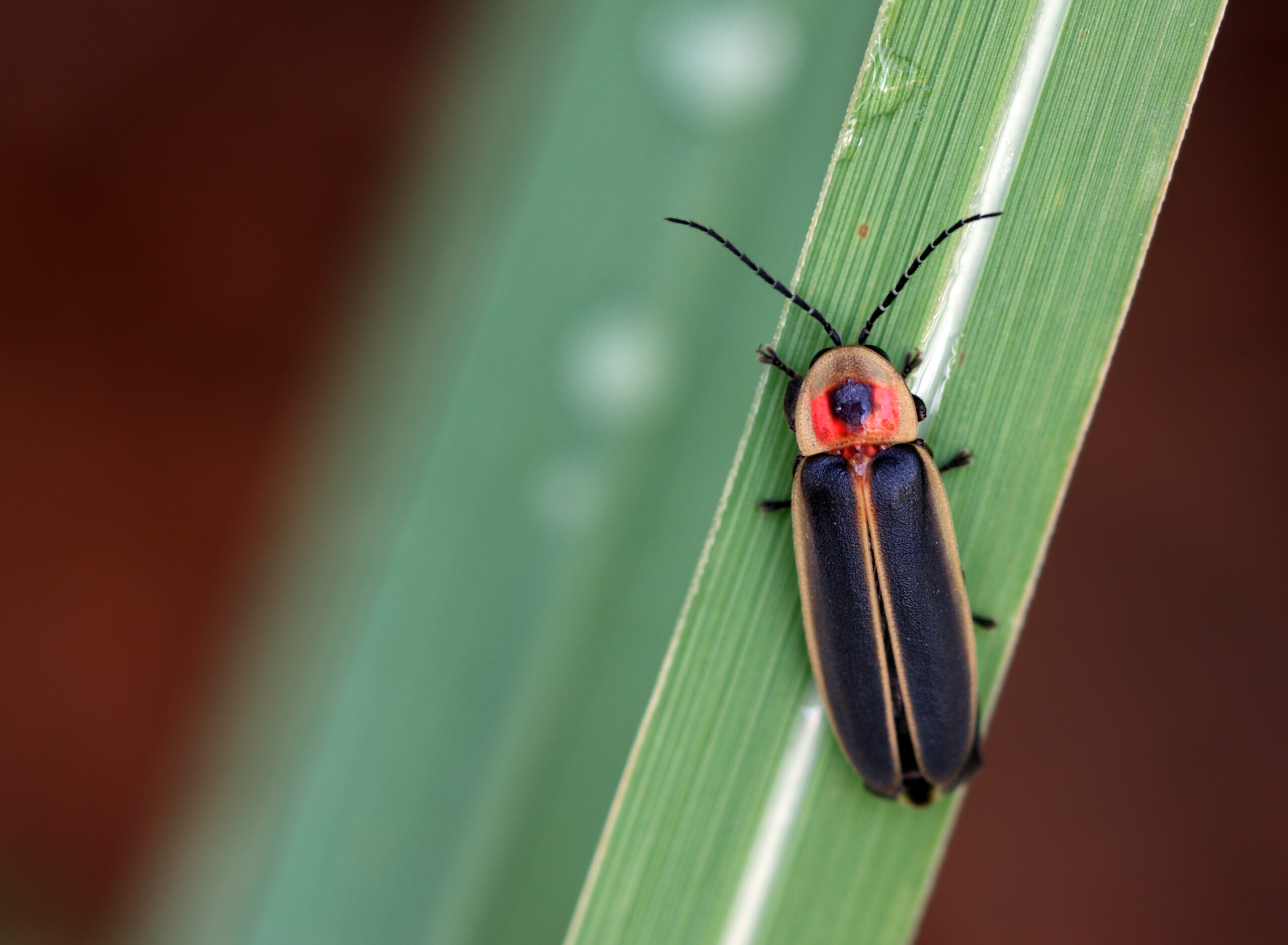 Are Fireflies Toxic to Dogs?