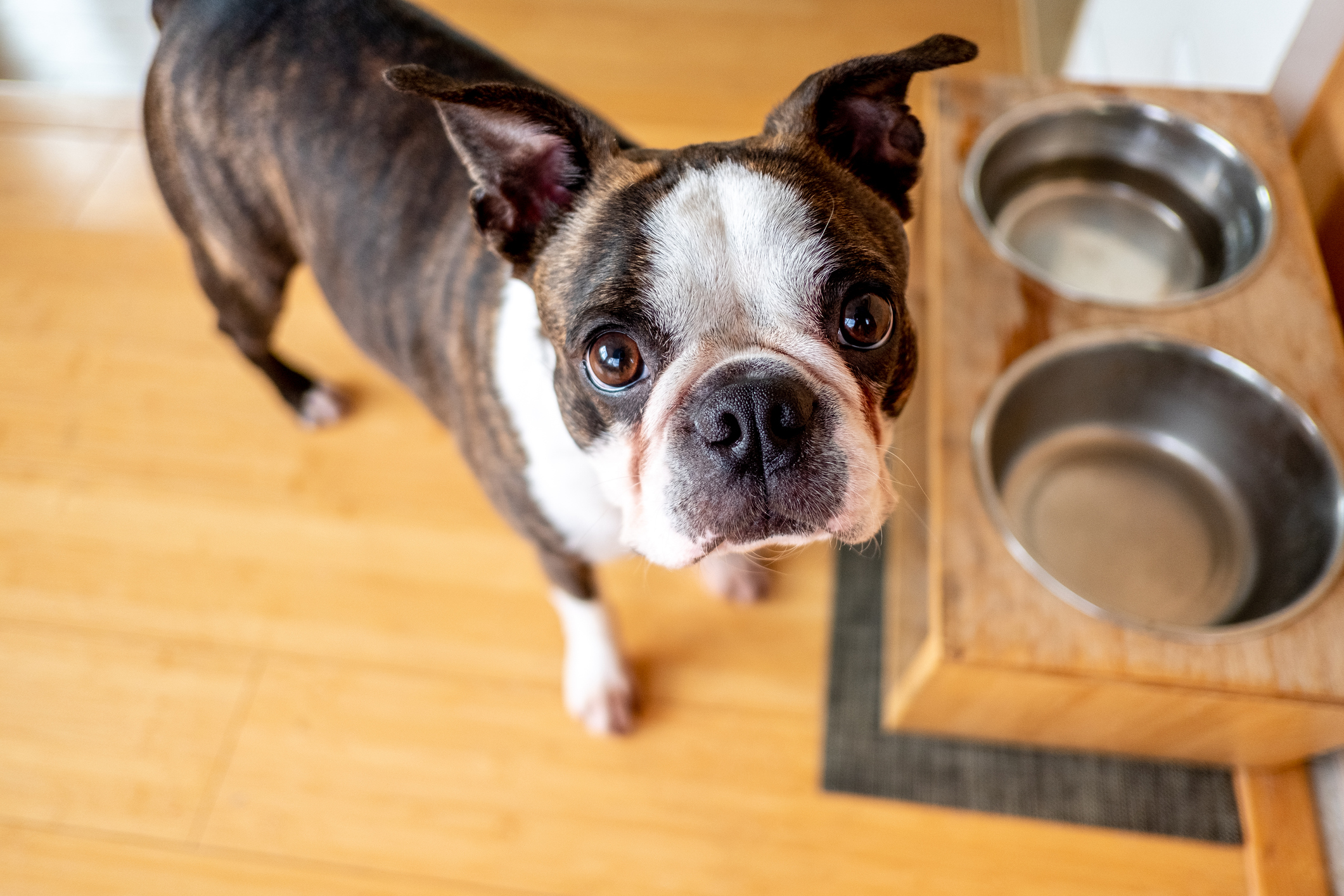 A Dog Parent’s Guide To Low Sodium Dog Food