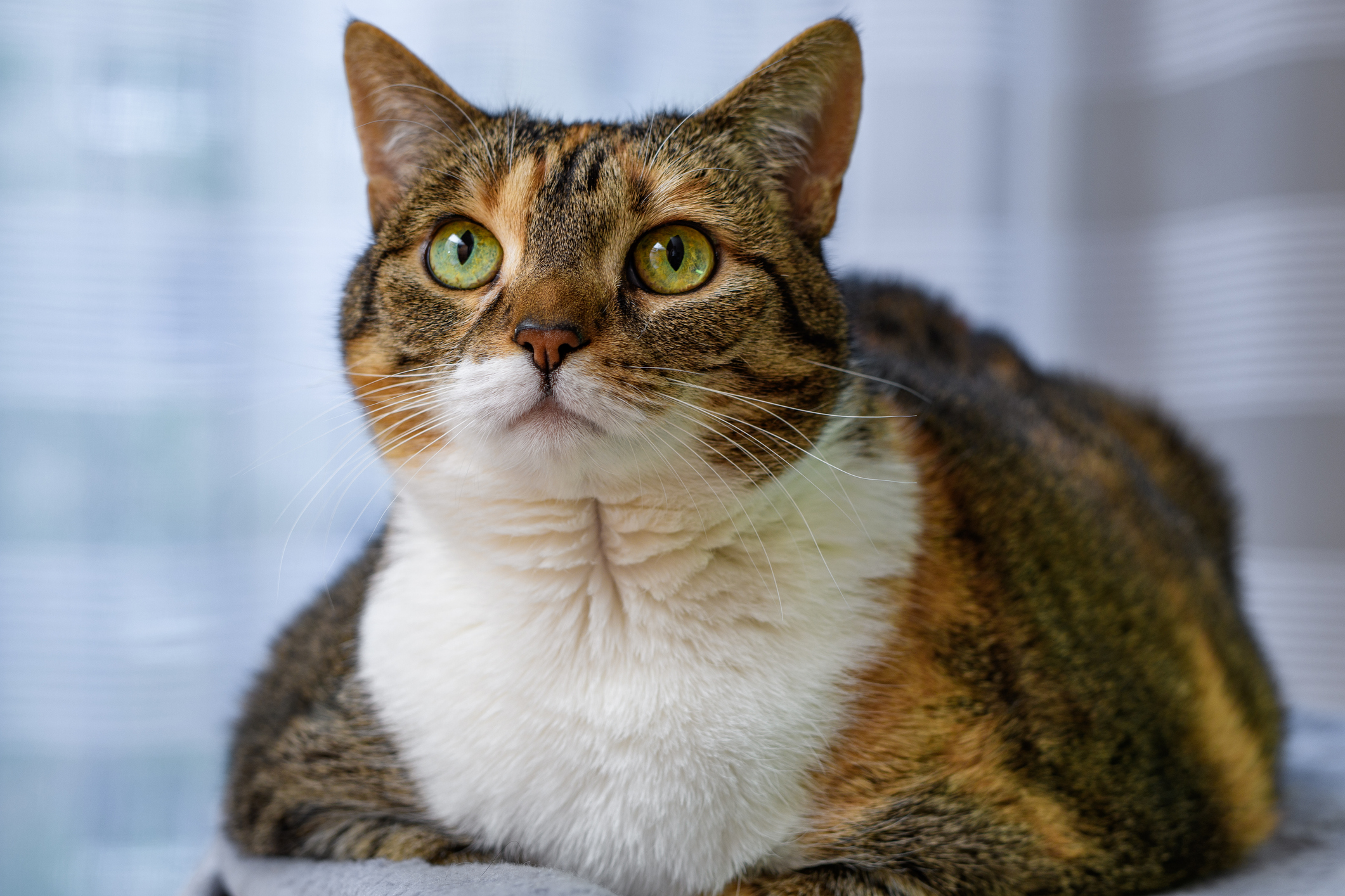 Why Are So Many Cats Struggling with Obesity?