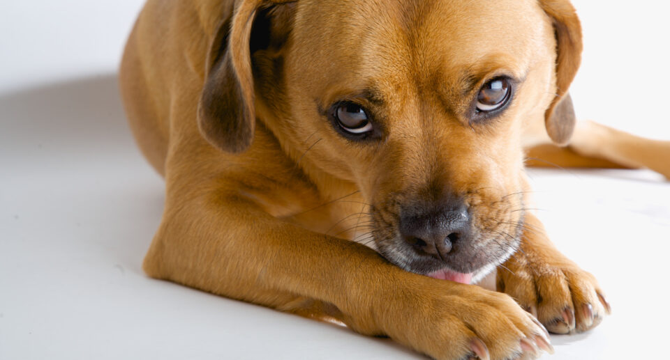 Food Allergies and Intolerances in Dogs