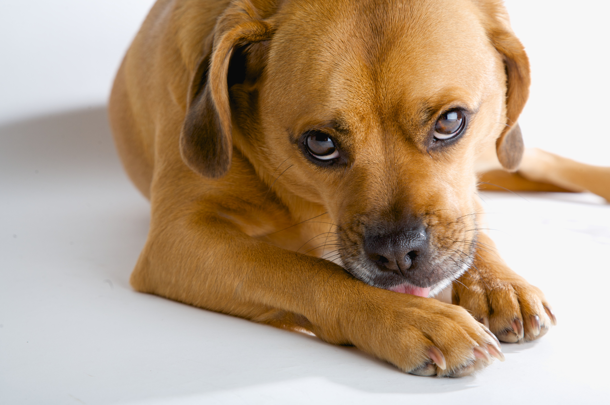 Food Allergies and Intolerances in Dogs