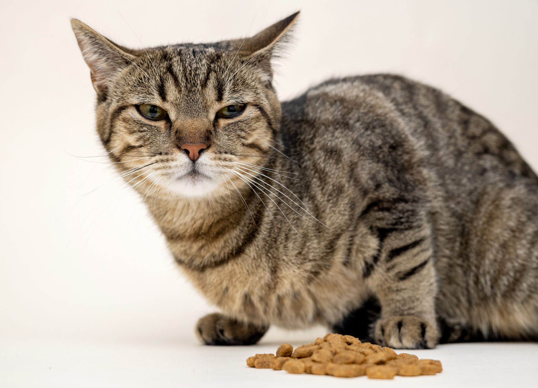 Picky Cat? Try These 7 Tips To Get Your Cat To Eat