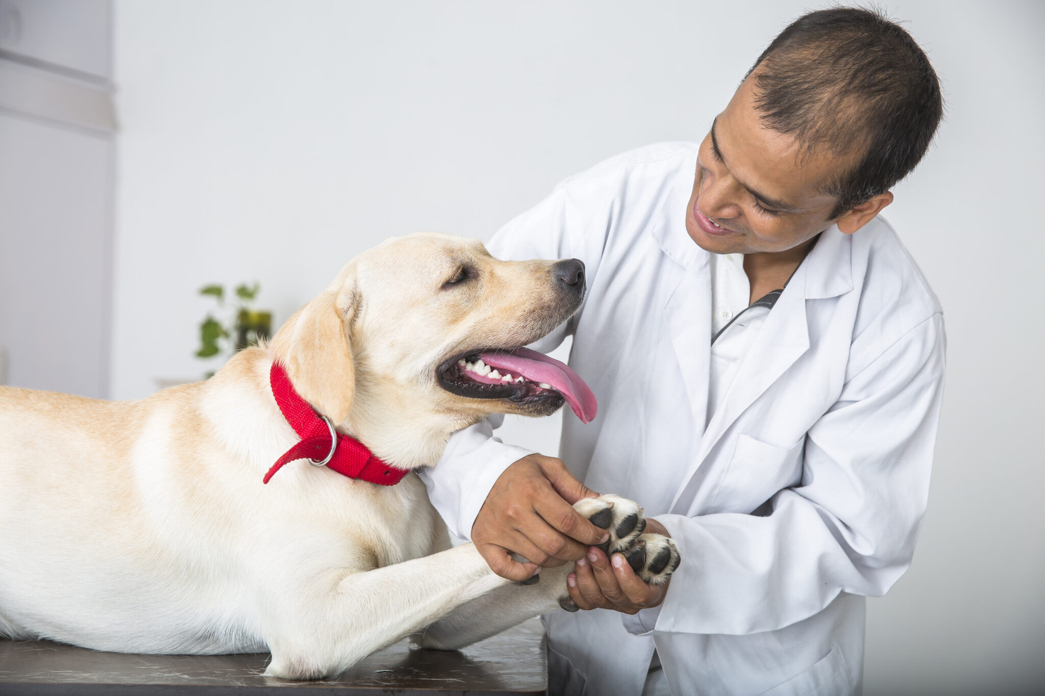 Curated visual reference: Sensitivity Of Dog Breeds To Clippers Reference: Dog Breeds Pain Sensitivity New Insights