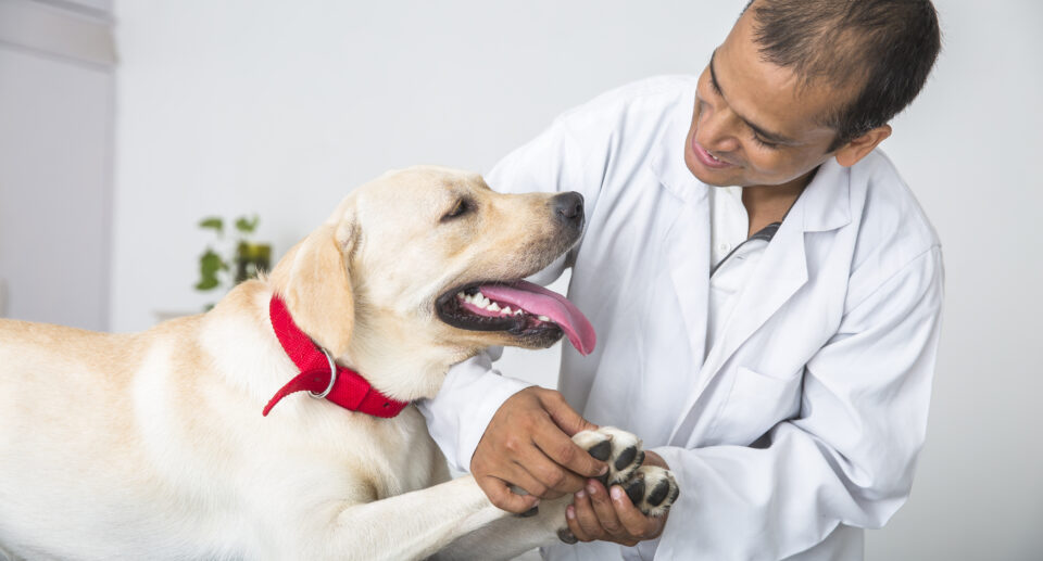 New Research On Dog Breeds And Pain Sensitivity: How Does Your Dog React To Pain?