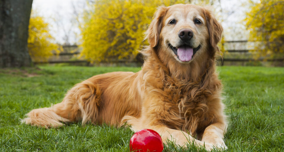 When To Switch To Senior Dog Food