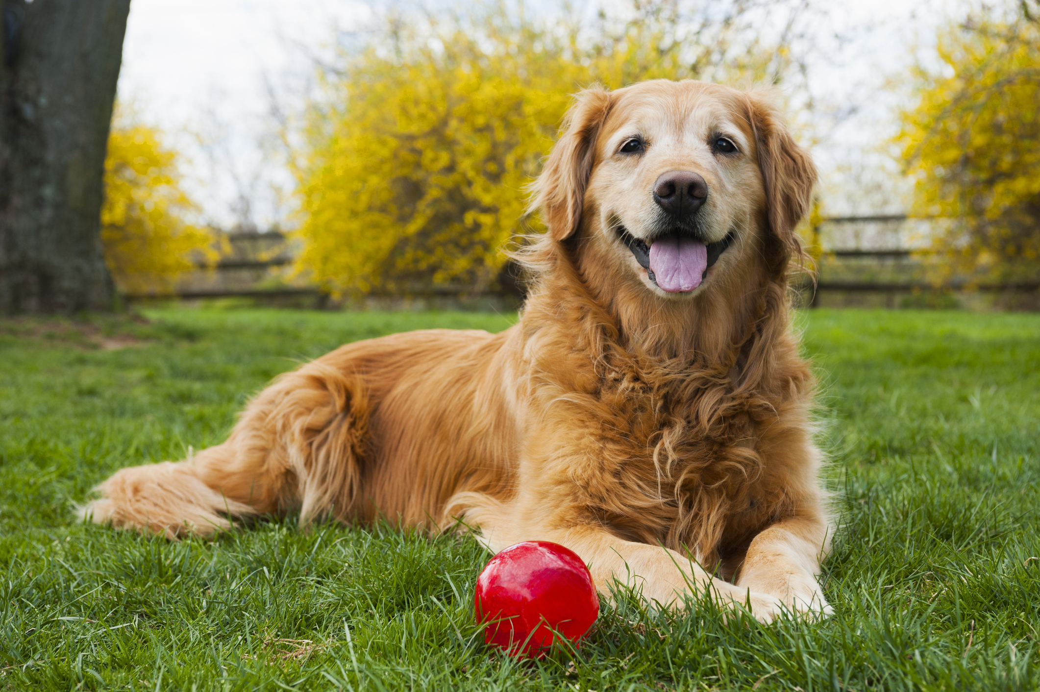 When To Switch To Senior Dog Food