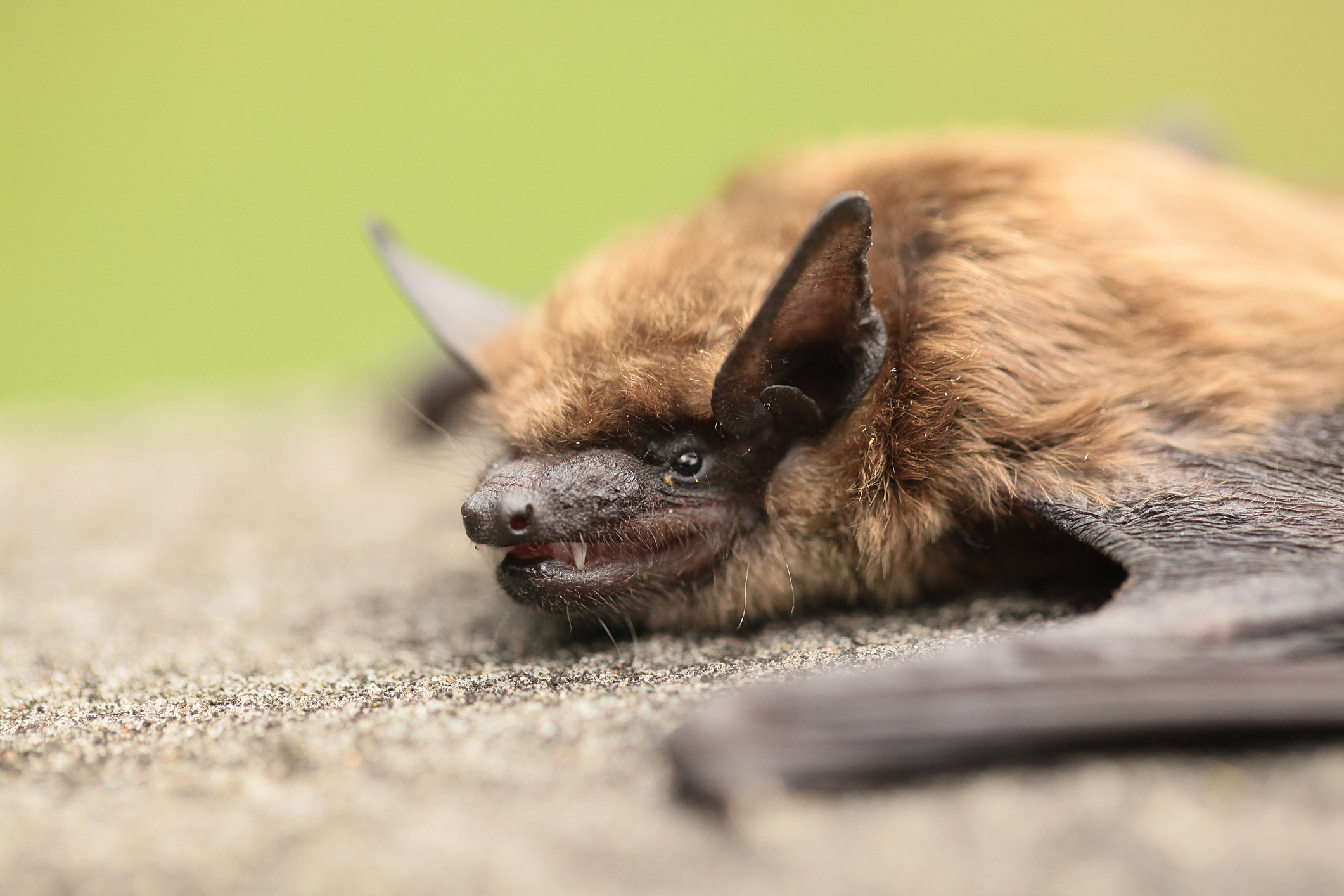 What To Do If Your Pet Catches A Bat