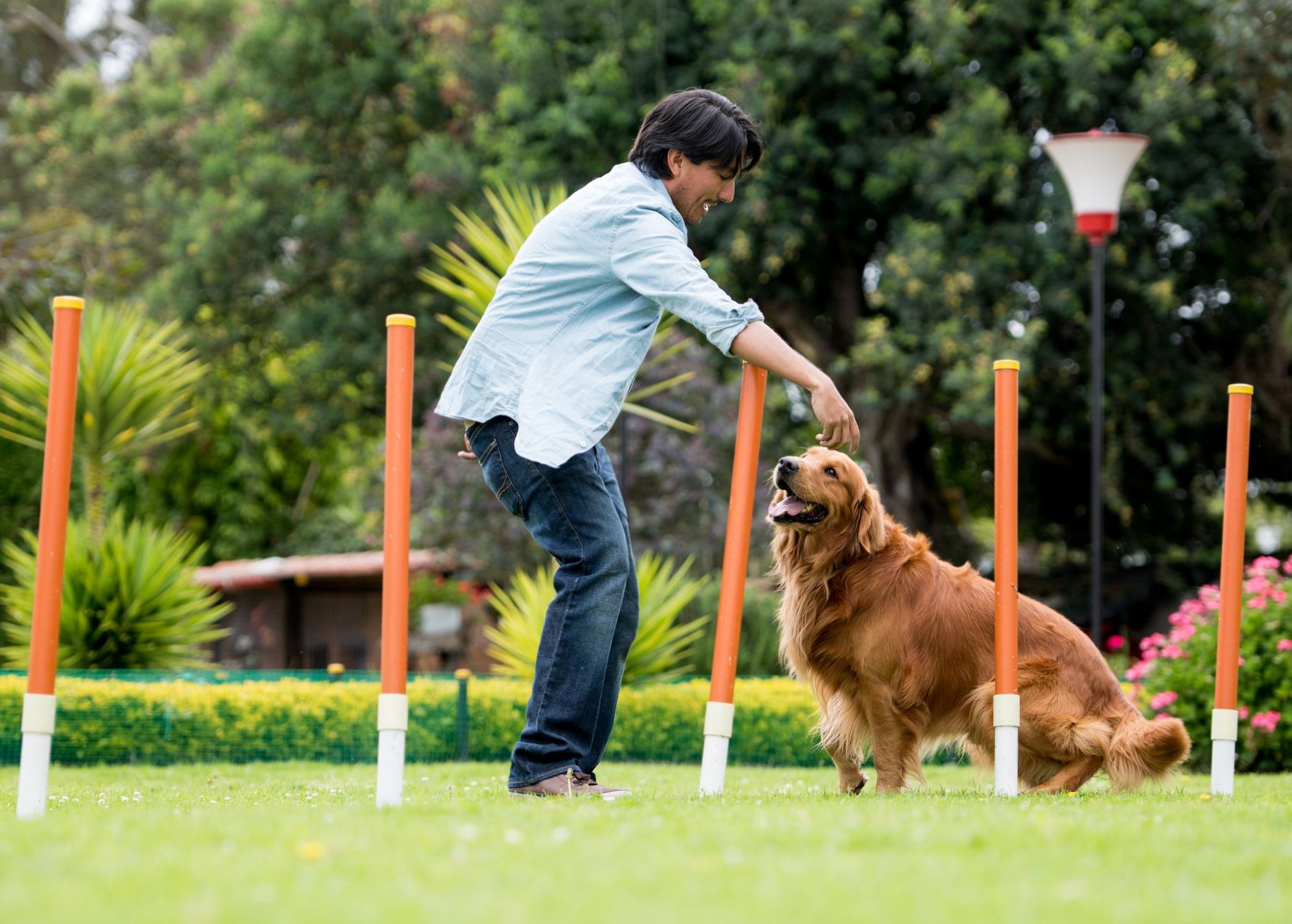 5 Golden Rules of Highly Successful Dog Training