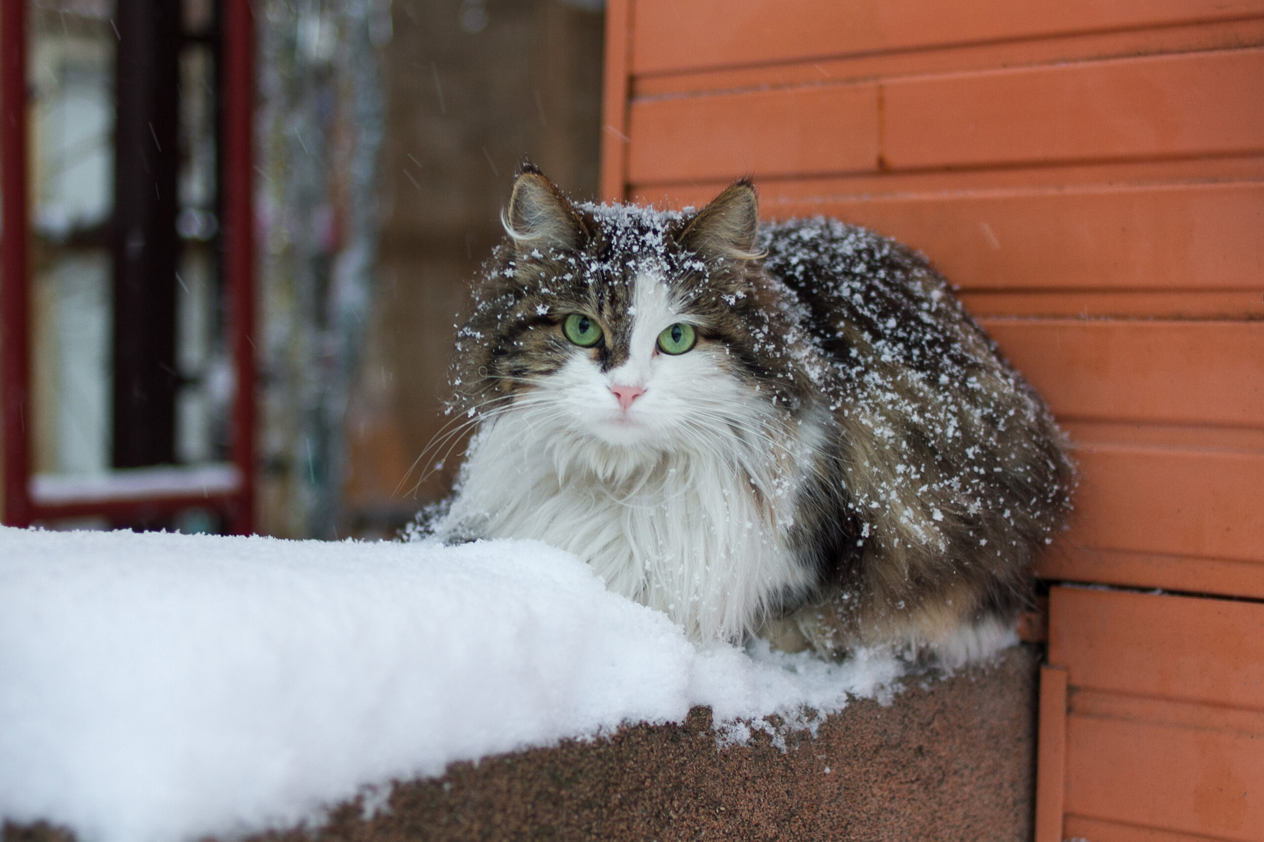 How Cold is Too Cold for Cats?