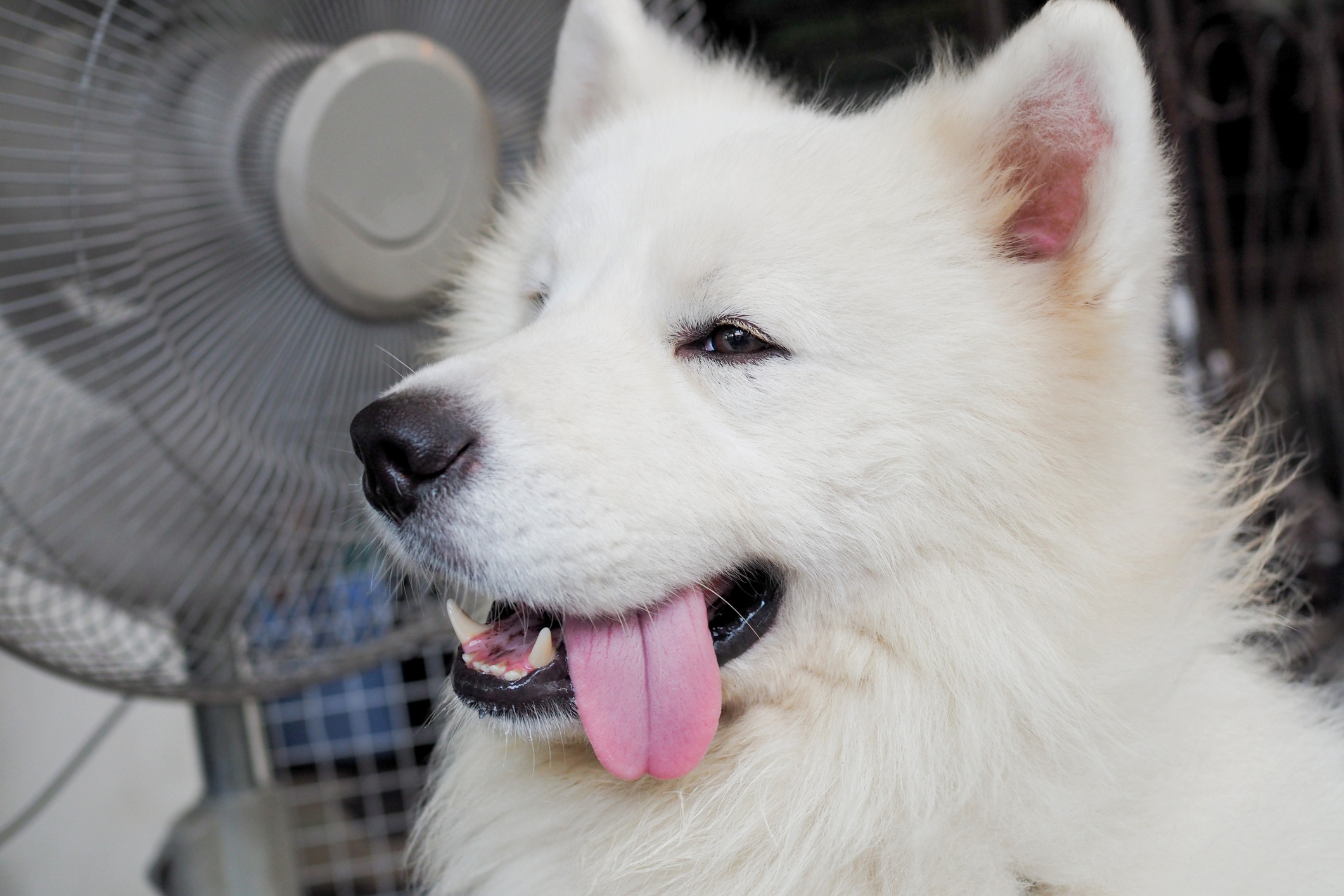 10 Ways To Keep Your Dog Cool This Summer