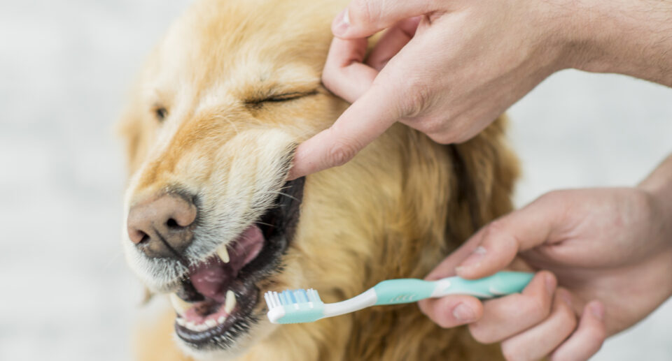 7 Ways To Clean Your Dog’s Teeth Without Brushing