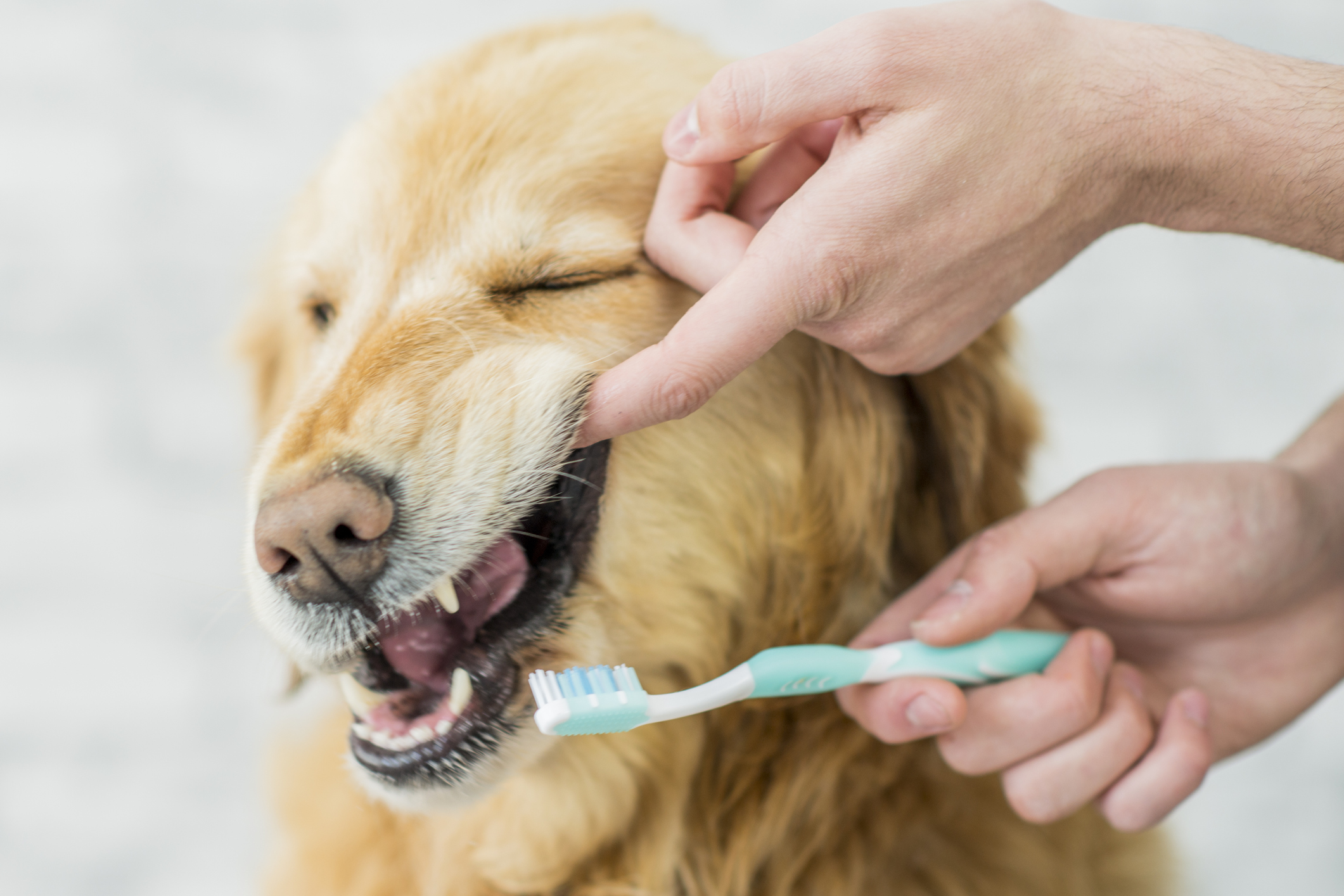 7 Ways To Clean Your Dog’s Teeth Without Brushing