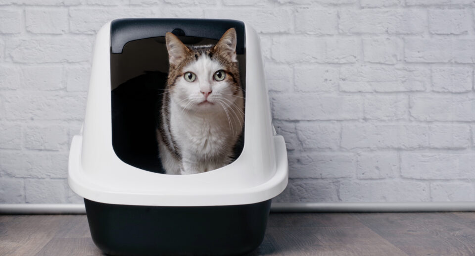 The Ultimate Guide to Choosing the Purrfect Cat Litter