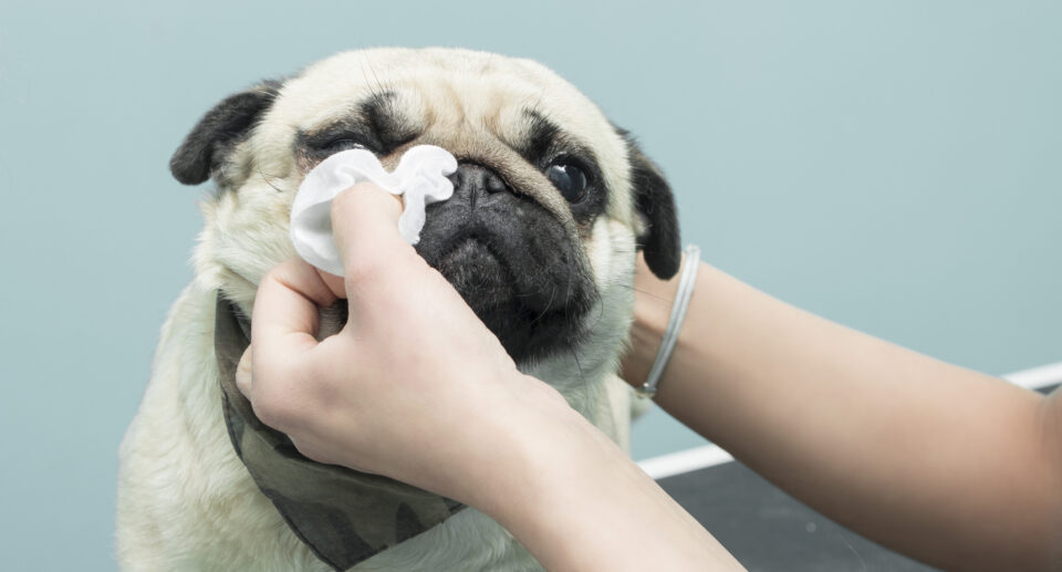 Cold And Flu Season for Dogs: What To Know About Winter Respiratory Infections