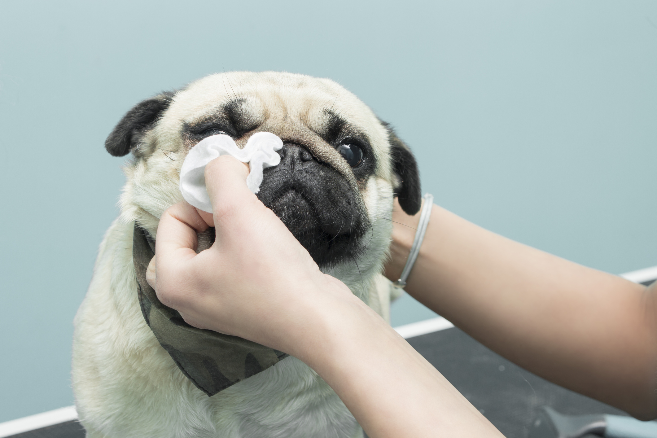 Cold And Flu Season for Dogs: What To Know About Winter Respiratory Infections