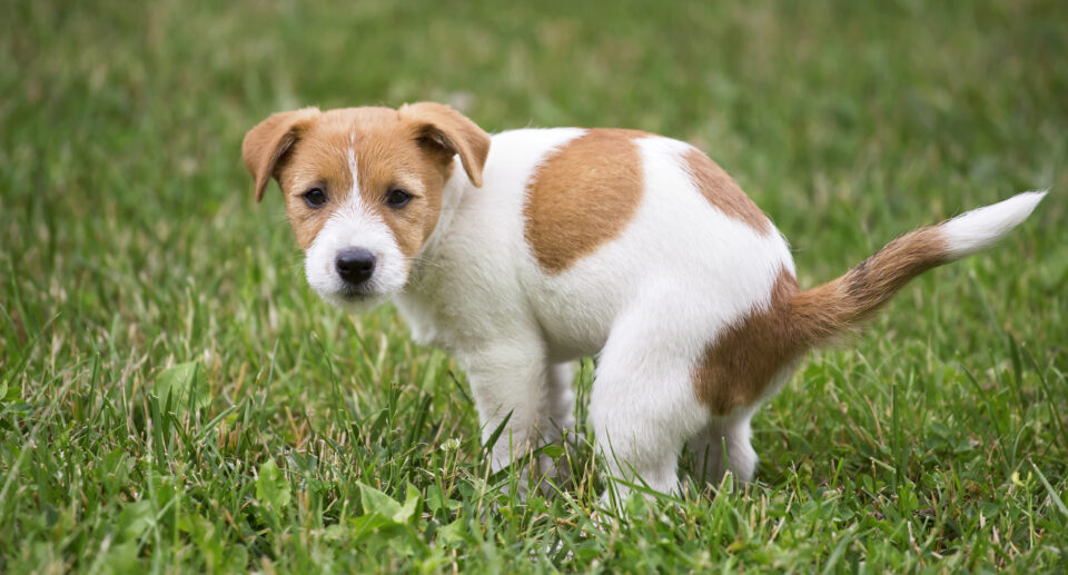 Does My Dog Have Worms? Top 8 Signs Your Dog Needs To Be Dewormed