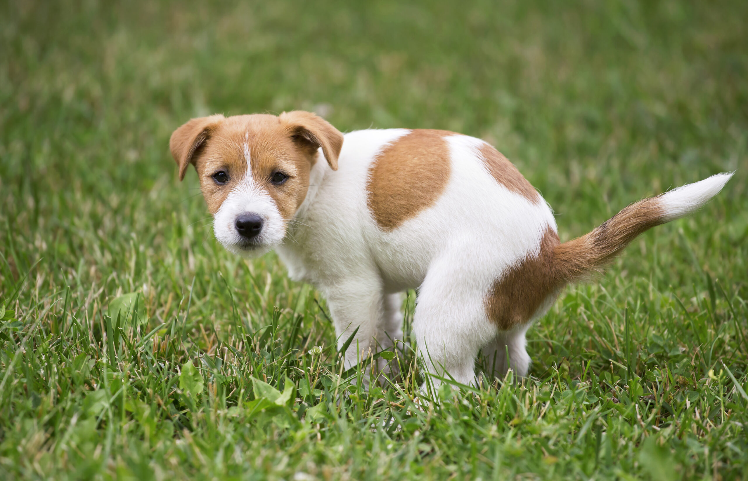 Does My Dog Have Worms? Top 8 Signs Your Dog Needs To Be Dewormed