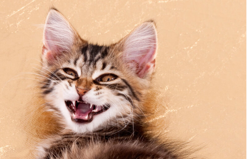 When Do Kittens Lose Their Baby Teeth?