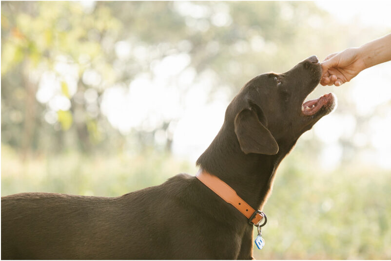 Can Dogs Eat Halloween Candy?