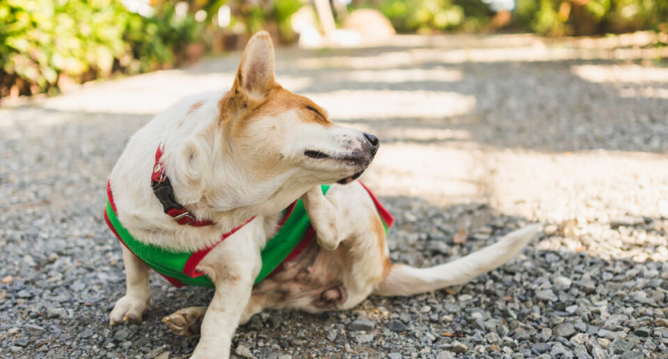 Managing Your Dog’s Skin Allergies