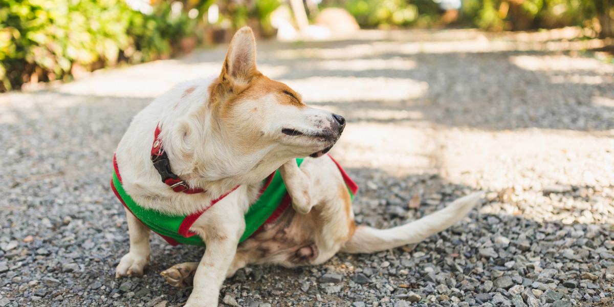 Managing Your Dog’s Skin Allergies