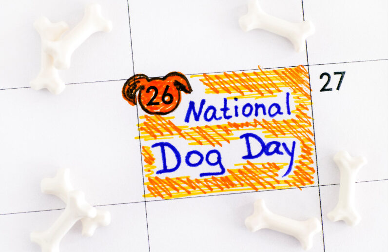 5 Reasons Why We Celebrate National Dog Day