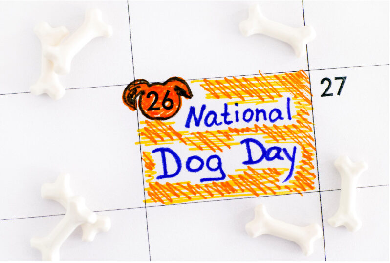 5 Reasons Why We Celebrate National Dog Day