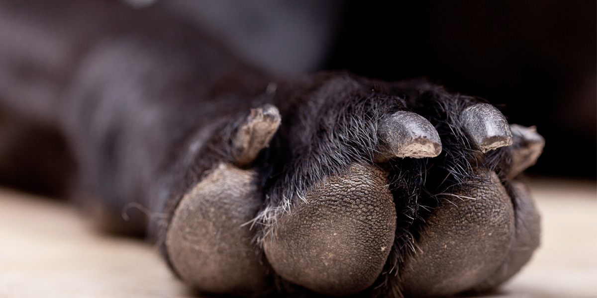 How To Care For Your Dog’s Cracked Paw Pads