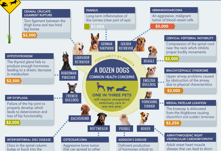 Can Dog Health Insurance Reduce Dog Expenses?