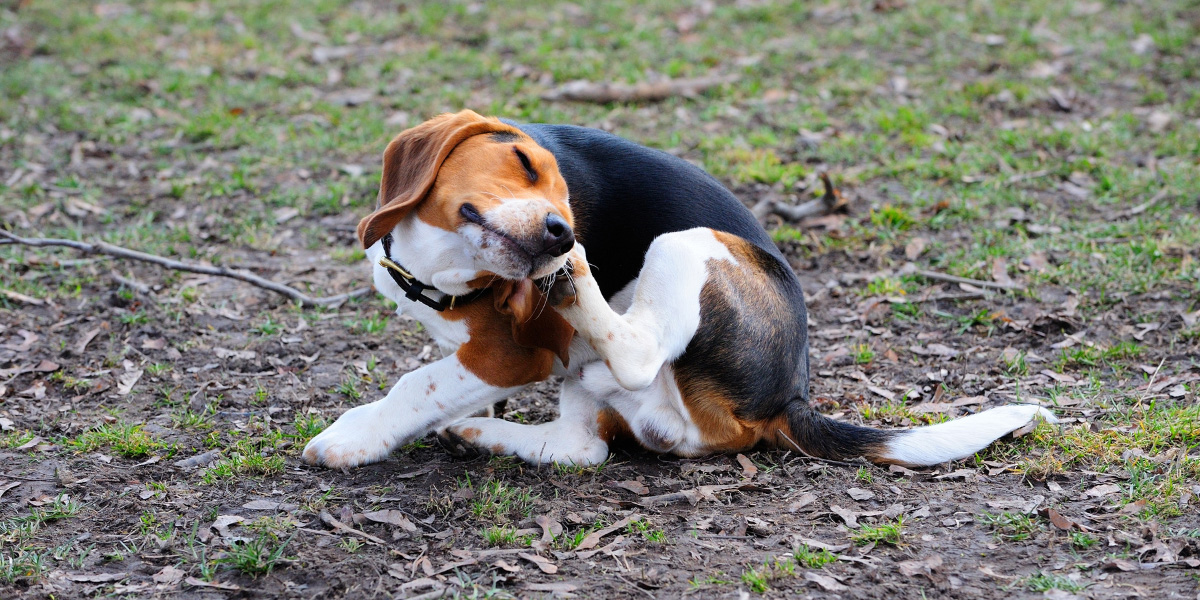 Common Causes of Your Dog’s Persistent Itch