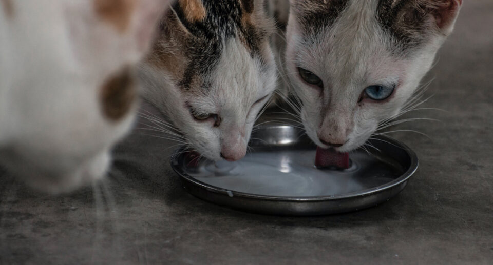 How To Get Your Cat To Drink More Water