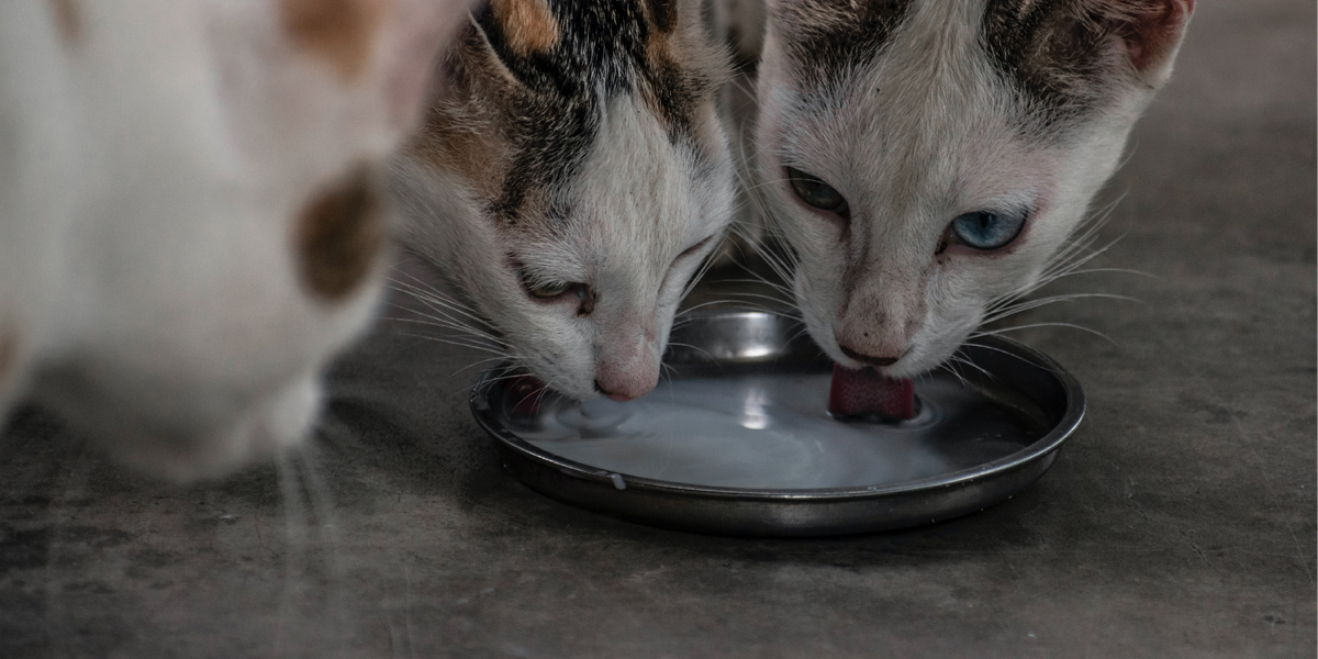 How To Get Your Cat To Drink More Water