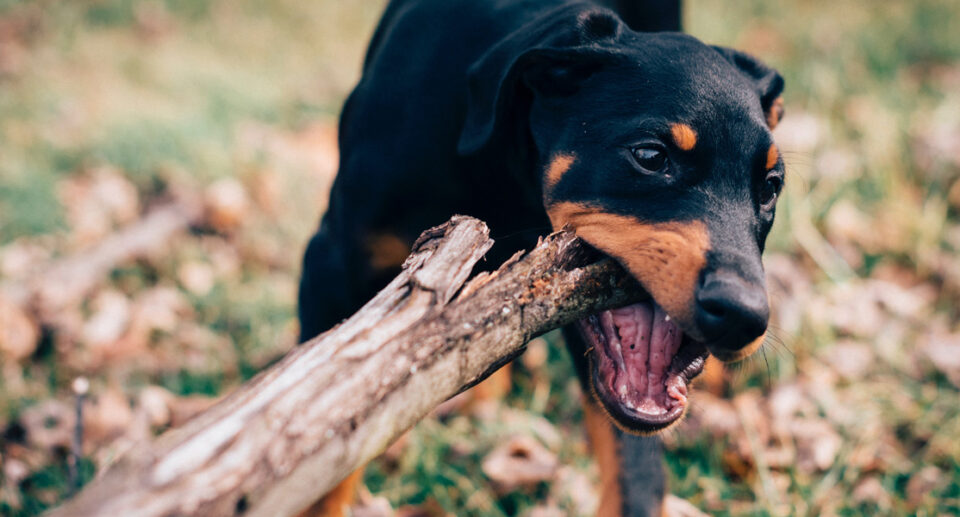 The Five Key Rules of Dog Bite Prevention