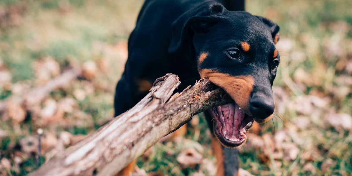 The Five Key Rules of Dog Bite Prevention