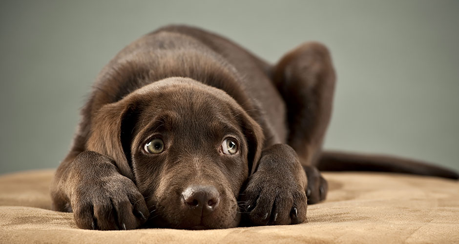 Protecting Your Dog Against Heartworms