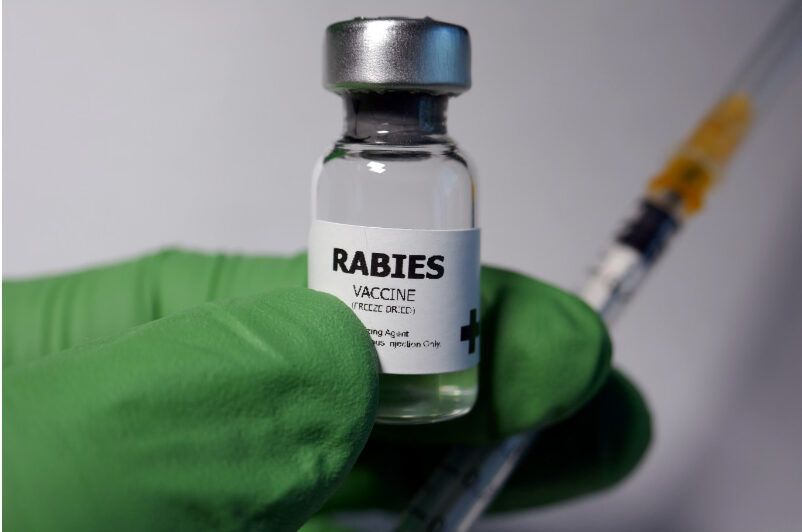 Can A Vaccinated Dog Get Rabies?