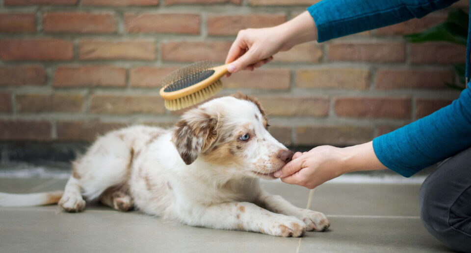 Reducing Your Dog’s Shedding