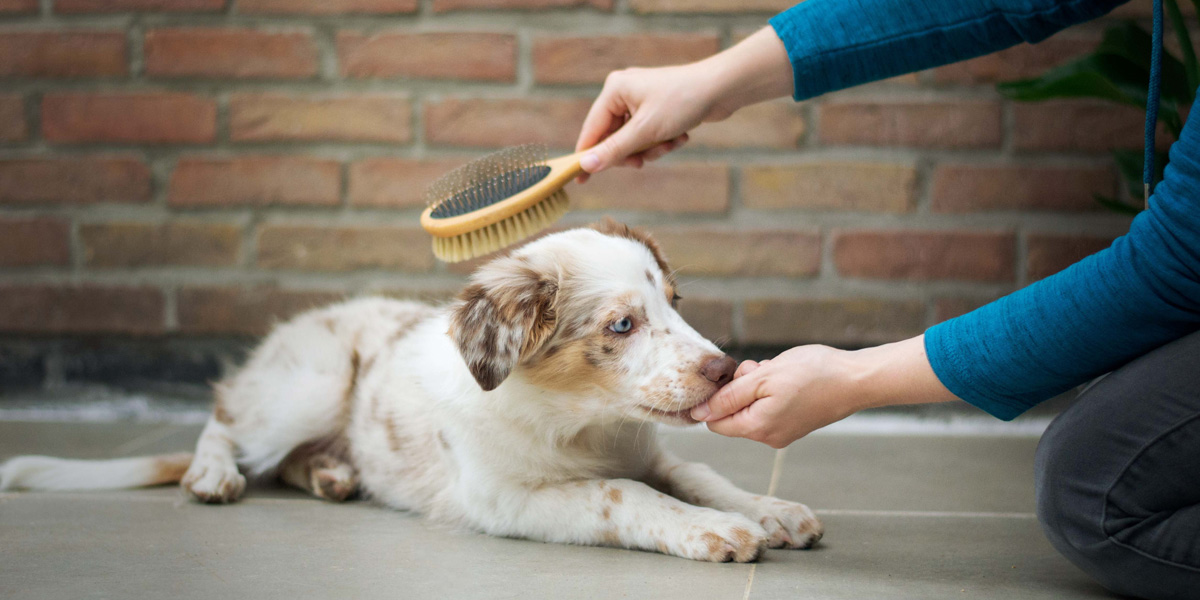 Reducing Your Dog’s Shedding