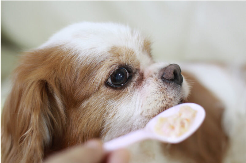 How To Care for A Senior Dog with No Teeth