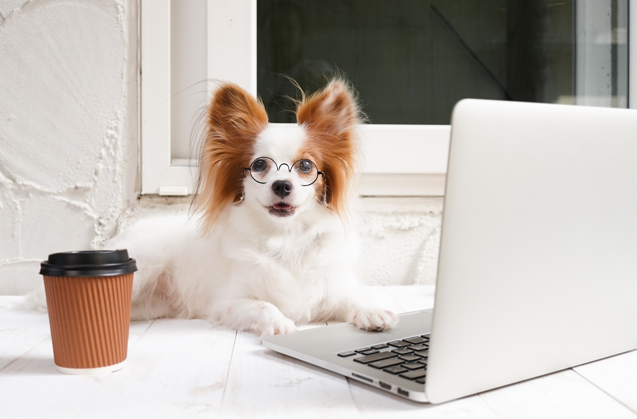 What is Social Dogworking Month? 3 Ways To Make An Impact