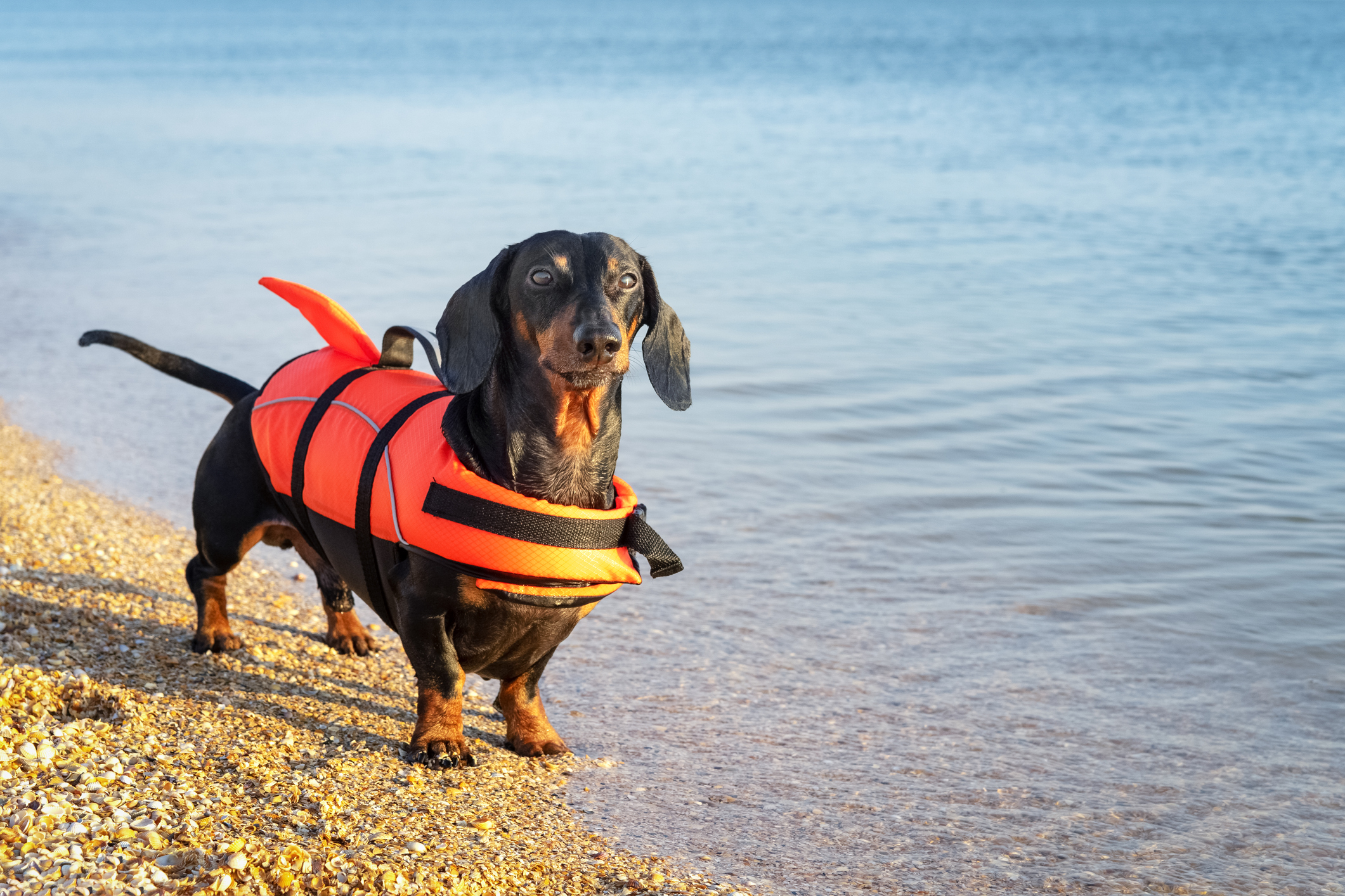 Top 10 Summer Safety Tips for Dogs