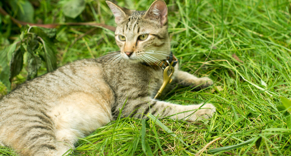 10 Fantastic Facts About Tabby Cats