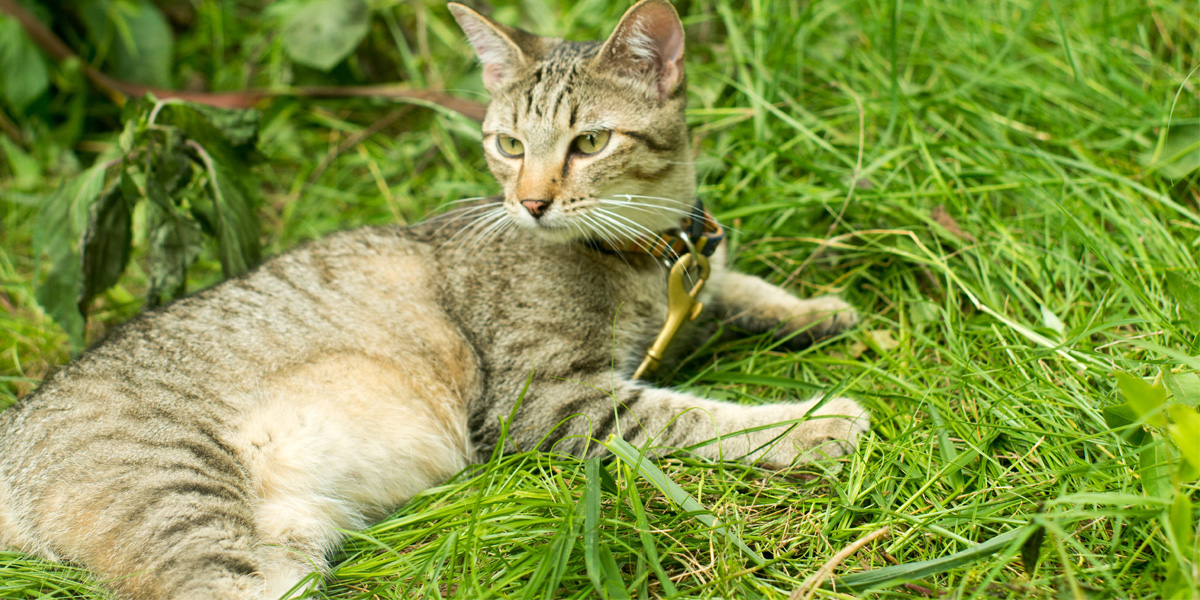 10 Fantastic Facts About Tabby Cats