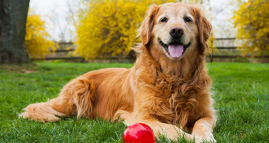 3 Benefits of Adopting a Senior Dog