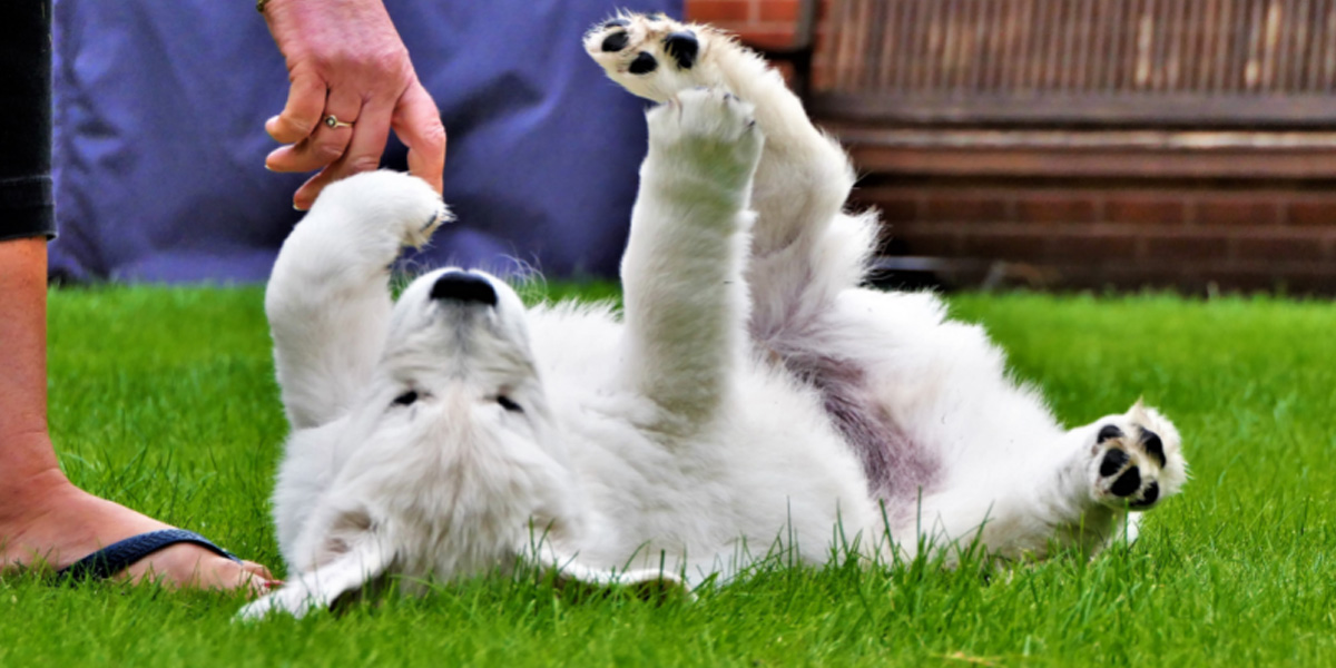 Are Dogs Ticklish?